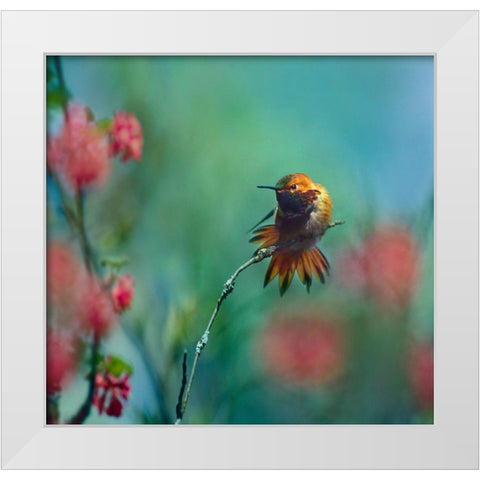 Rufous Hummingbird Sitting on Branch White Modern Wood Framed Art Print by Fitzharris, Tim