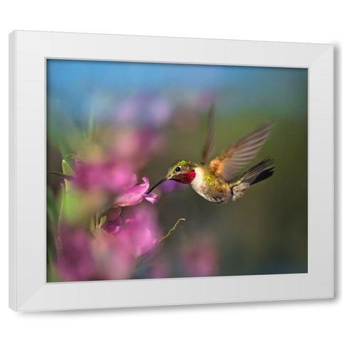 Broad Tailed Hummingbird at Penstemon White Modern Wood Framed Art Print by Fitzharris, Tim