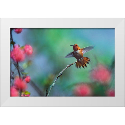 Rufous Hummingbird Among Red Flowered Currants White Modern Wood Framed Art Print by Fitzharris, Tim