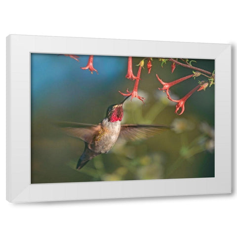 Broad Tailed Hummingbird at Scarlet Trumpets White Modern Wood Framed Art Print by Fitzharris, Tim