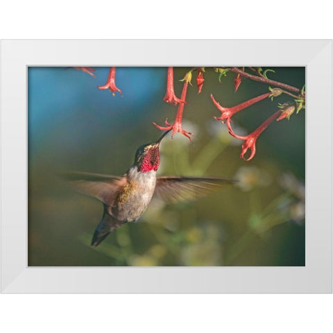 Broad Tailed Hummingbird at Scarlet Trumpets White Modern Wood Framed Art Print by Fitzharris, Tim