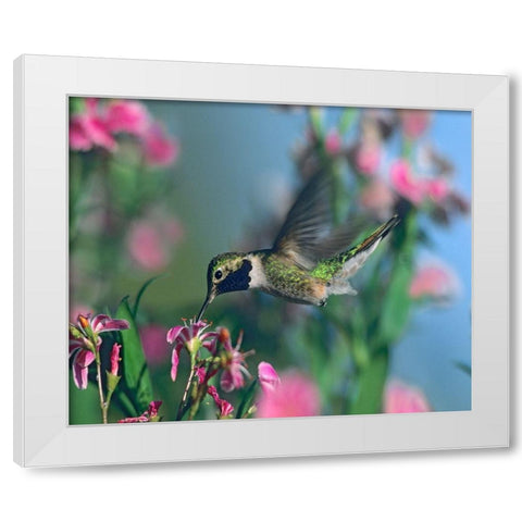 Black Chinned Hummingbird White Modern Wood Framed Art Print by Fitzharris, Tim