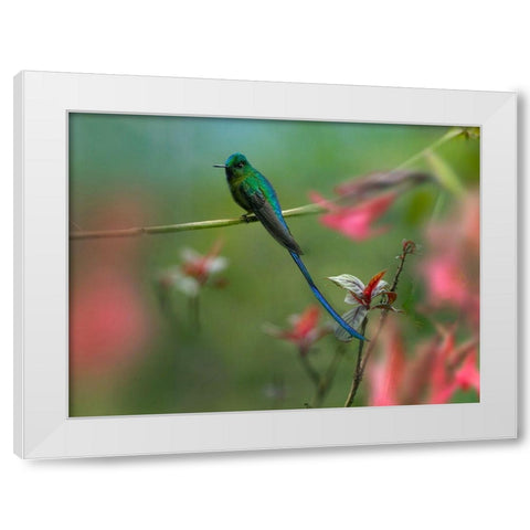 Long Tailed Sylph Hummingbird Ecuador White Modern Wood Framed Art Print by Fitzharris, Tim