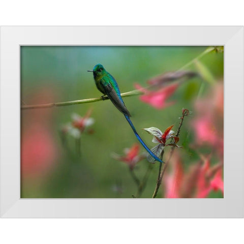 Long Tailed Sylph Hummingbird Ecuador White Modern Wood Framed Art Print by Fitzharris, Tim