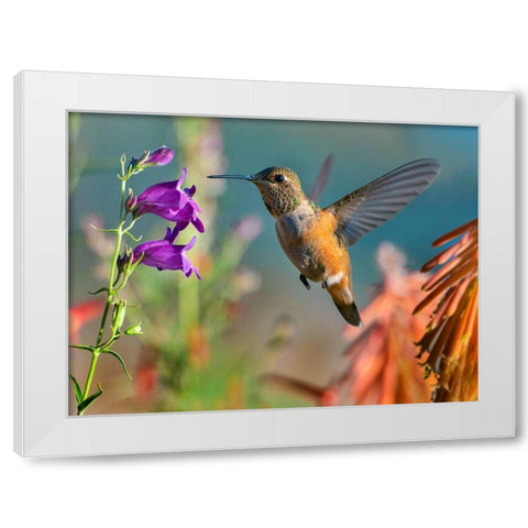 Broad Tailed Hummingbird White Modern Wood Framed Art Print by Fitzharris, Tim