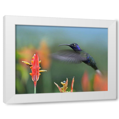 Violet Sabrewing Hummingbird White Modern Wood Framed Art Print by Fitzharris, Tim