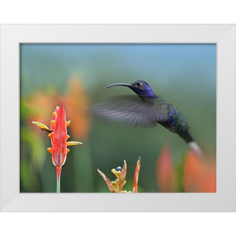 Violet Sabrewing Hummingbird White Modern Wood Framed Art Print by Fitzharris, Tim