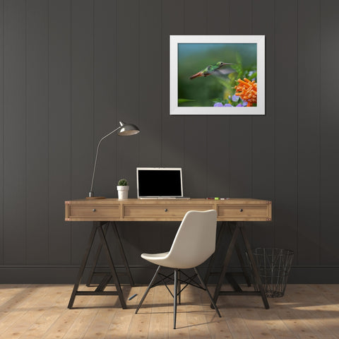 Rufous Tailed Hummingbird at Flame Vine White Modern Wood Framed Art Print by Fitzharris, Tim