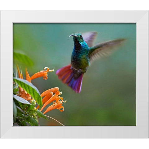 Green Breasted Mango Hummingbird at Flame Vine White Modern Wood Framed Art Print by Fitzharris, Tim