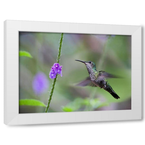 White Necked Jacobin Hummingbird Female at Porterweed White Modern Wood Framed Art Print by Fitzharris, Tim