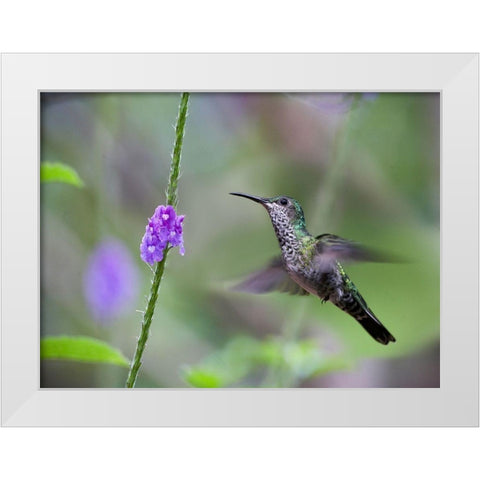 White Necked Jacobin Hummingbird Female at Porterweed White Modern Wood Framed Art Print by Fitzharris, Tim