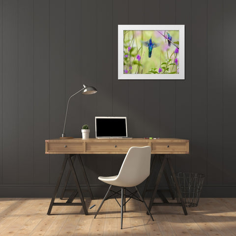 Violet Sabrewing and Crowned Woodnymph Hummingbirds White Modern Wood Framed Art Print by Fitzharris, Tim