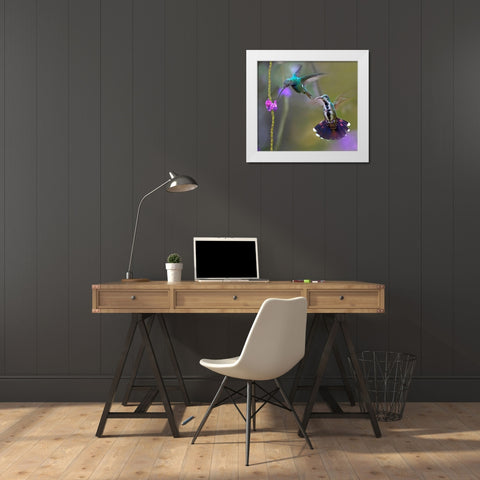 Green Breasted Mango Hummingbird  feeding on porterweed White Modern Wood Framed Art Print by Fitzharris, Tim