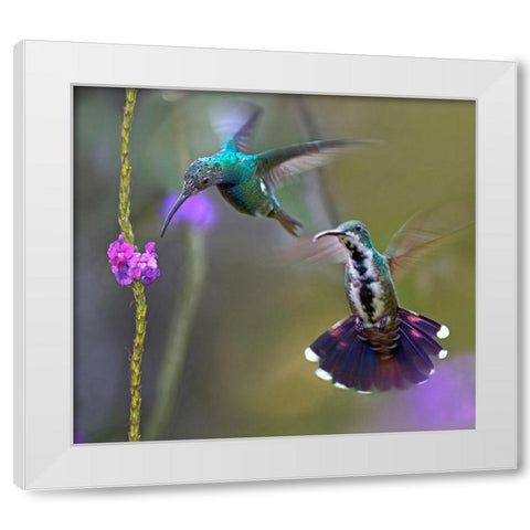 Green Breasted Mango Hummingbird  feeding on porterweed White Modern Wood Framed Art Print by Fitzharris, Tim