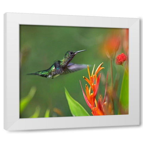 White Necked Jacobin Hummingbird Female White Modern Wood Framed Art Print by Fitzharris, Tim