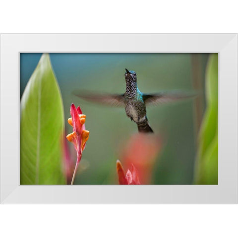 White Necked Jacobin Hummingbird Female White Modern Wood Framed Art Print by Fitzharris, Tim