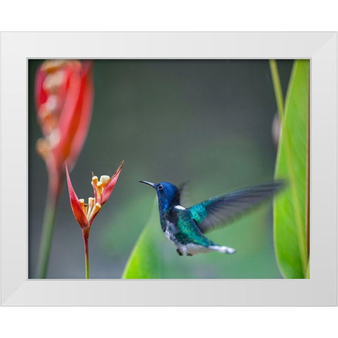 White Necked Jacobin Hummingbird White Modern Wood Framed Art Print by Fitzharris, Tim