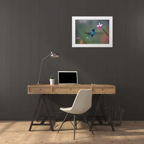 White Necked Hummingbird at Bamboo Orchid White Modern Wood Framed Art Print by Fitzharris, Tim