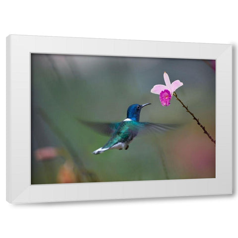 White Necked Hummingbird at Bamboo Orchid White Modern Wood Framed Art Print by Fitzharris, Tim