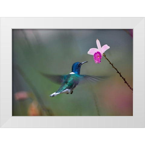 White Necked Hummingbird at Bamboo Orchid White Modern Wood Framed Art Print by Fitzharris, Tim