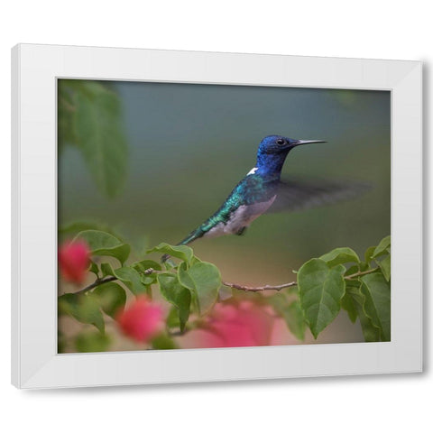 White Necked Jacobin Hummingbird White Modern Wood Framed Art Print by Fitzharris, Tim