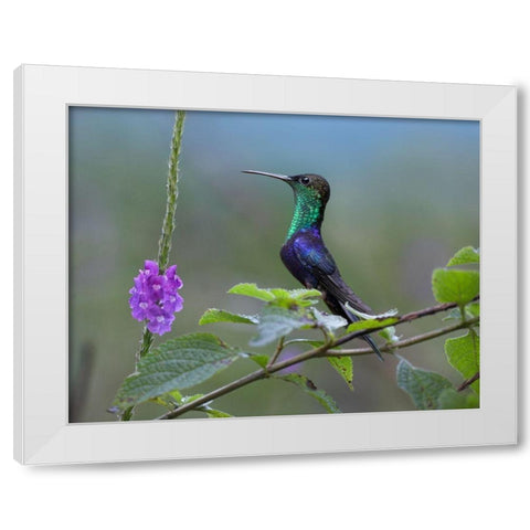 Crowned Woodnymph Hummingbird White Modern Wood Framed Art Print by Fitzharris, Tim