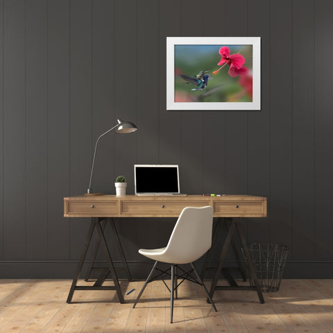 White Necked Jacobin Hummingbirds at Hibiscus White Modern Wood Framed Art Print by Fitzharris, Tim