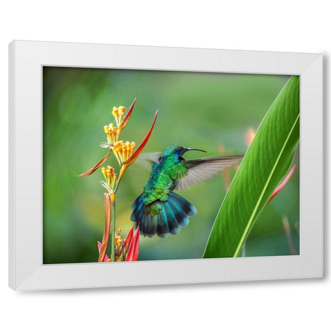 Green Violet T-Ear Hummingbird White Modern Wood Framed Art Print by Fitzharris, Tim