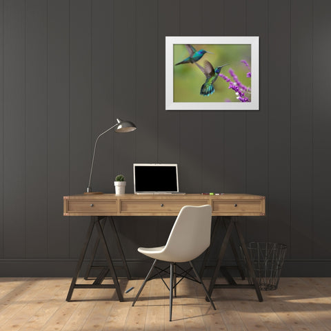 Green Violet T-Ear Hummingbird White Modern Wood Framed Art Print by Fitzharris, Tim