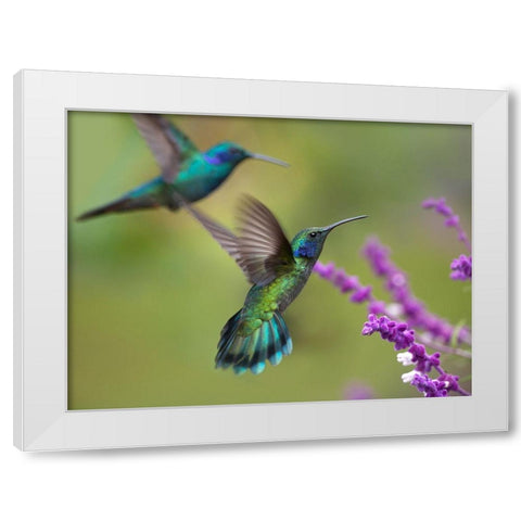 Green Violet T-Ear Hummingbird White Modern Wood Framed Art Print by Fitzharris, Tim