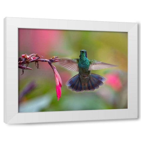 Green Violet T-Ear Hummingbird White Modern Wood Framed Art Print by Fitzharris, Tim