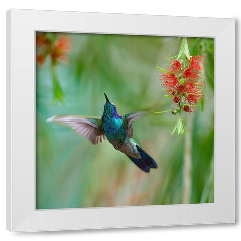 Green Violet T-Ear Hummingbird White Modern Wood Framed Art Print by Fitzharris, Tim