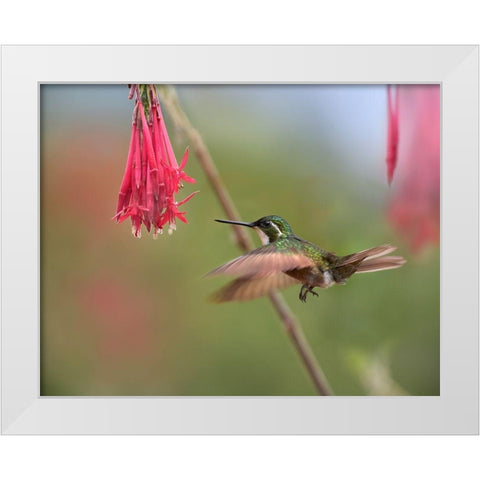 Gray Tailed Mountain Gem Hummingbird White Modern Wood Framed Art Print by Fitzharris, Tim