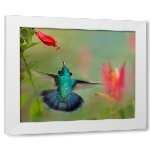 Green Violet-Ear Hummingbird White Modern Wood Framed Art Print by Fitzharris, Tim