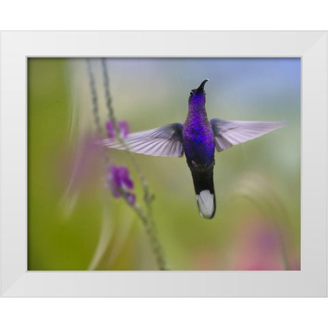 Violet Sabrewing Hummingbird White Modern Wood Framed Art Print by Fitzharris, Tim