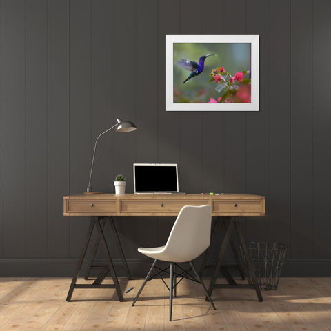 Violet Sabrewing Hummingbird White Modern Wood Framed Art Print by Fitzharris, Tim