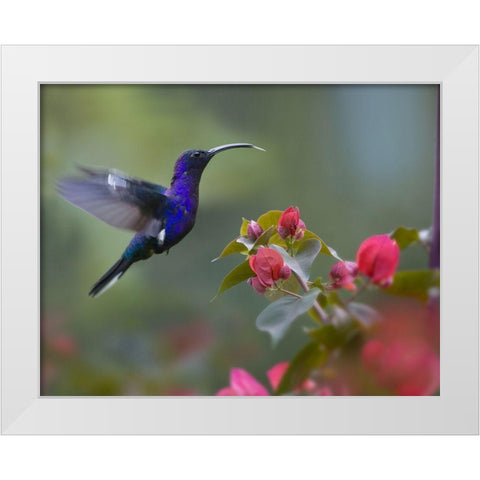 Violet Sabrewing Hummingbird White Modern Wood Framed Art Print by Fitzharris, Tim