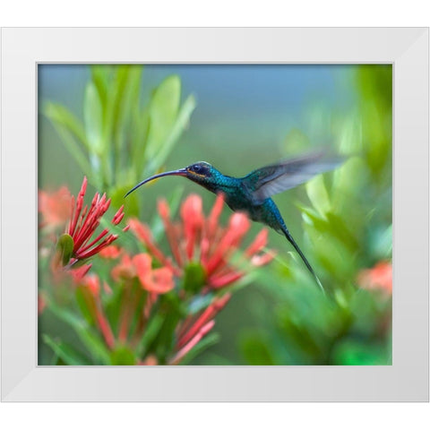 Green Hermit Hummingbird White Modern Wood Framed Art Print by Fitzharris, Tim