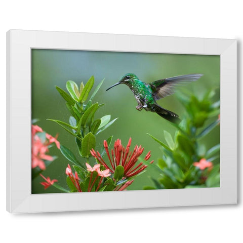 Green Crowned Brilliant Hummingbird White Modern Wood Framed Art Print by Fitzharris, Tim