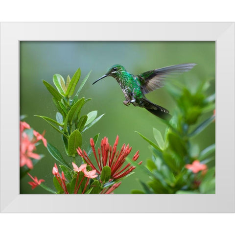 Green Crowned Brilliant Hummingbird White Modern Wood Framed Art Print by Fitzharris, Tim