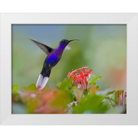 Violet Sabrewing Hummingbird White Modern Wood Framed Art Print by Fitzharris, Tim