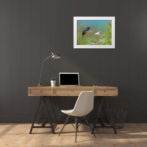 Green Hermit Hummingbird White Modern Wood Framed Art Print by Fitzharris, Tim