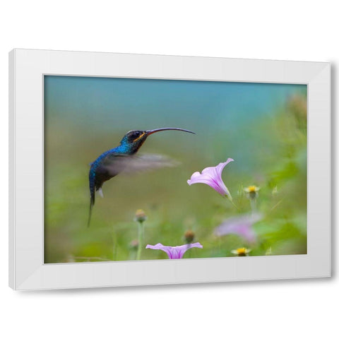 Green Hermit Hummingbird White Modern Wood Framed Art Print by Fitzharris, Tim