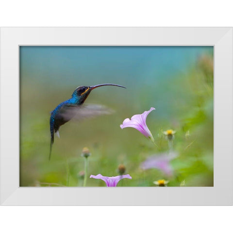 Green Hermit Hummingbird White Modern Wood Framed Art Print by Fitzharris, Tim