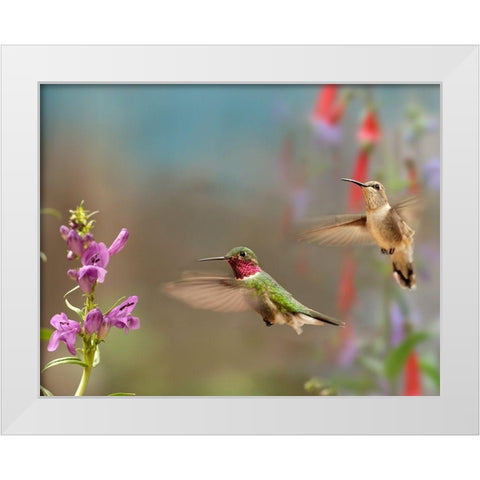 Broad Tailed Hummingbirds White Modern Wood Framed Art Print by Fitzharris, Tim