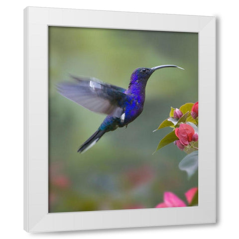 Violet Sabrewing Hummingbird White Modern Wood Framed Art Print by Fitzharris, Tim