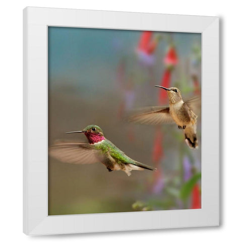 Broad Tailed Hummingbirds White Modern Wood Framed Art Print by Fitzharris, Tim