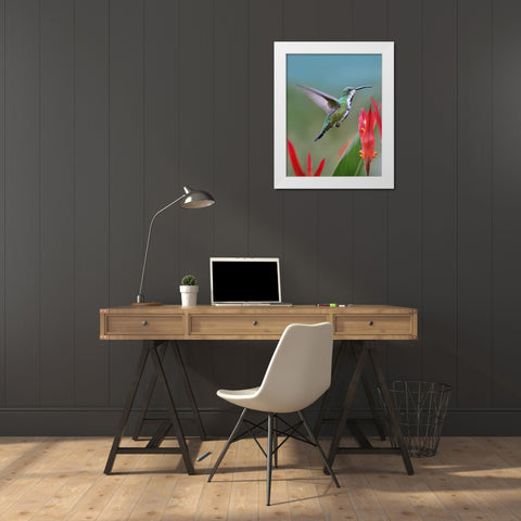 Green Breasted Mango Hummingbird White Modern Wood Framed Art Print by Fitzharris, Tim