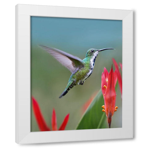 Green Breasted Mango Hummingbird White Modern Wood Framed Art Print by Fitzharris, Tim