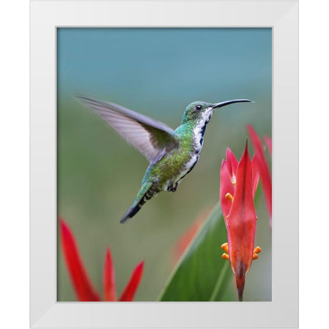 Green Breasted Mango Hummingbird White Modern Wood Framed Art Print by Fitzharris, Tim